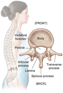 vertebral body